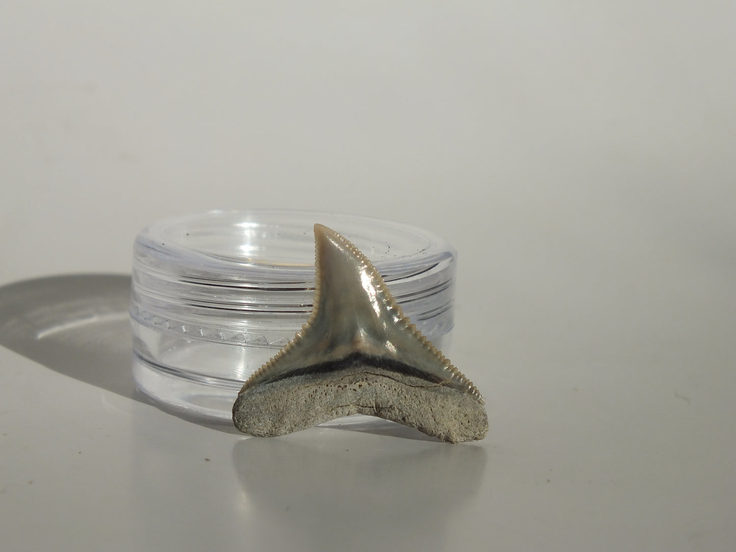 0.9" Dusky Shark Tooth (Lee Creek)