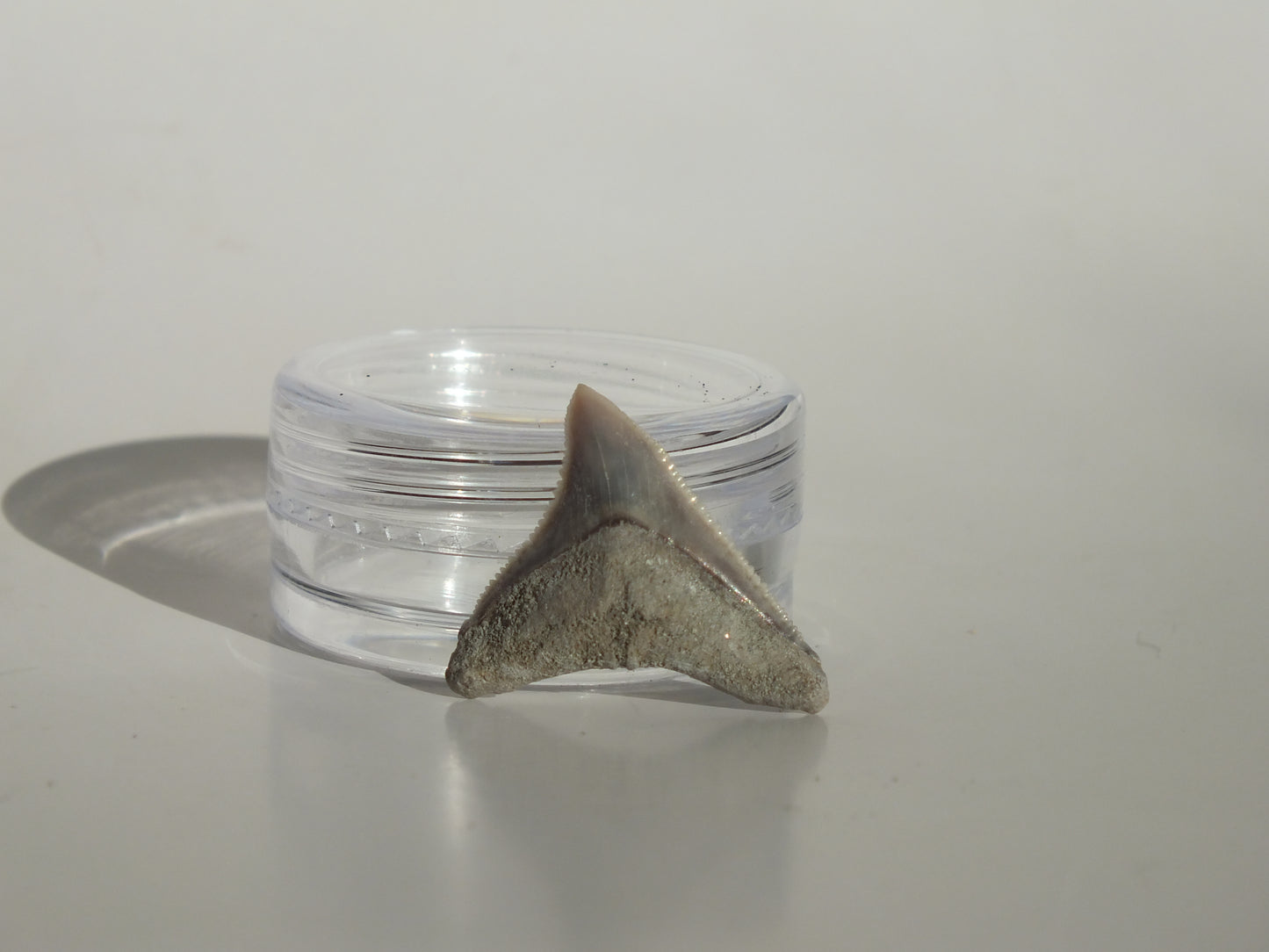 0.82" Dusky Shark Tooth (Lee Creek)