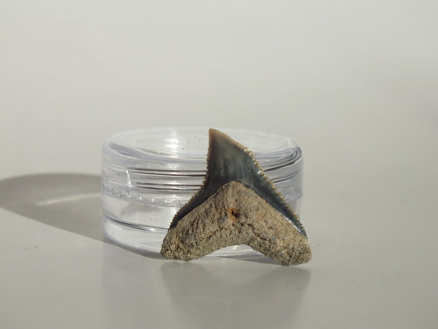 0.89" Dusky Shark Tooth (Lee Creek)