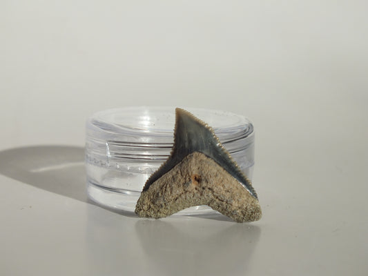 0.89" Dusky Shark Tooth (Lee Creek)