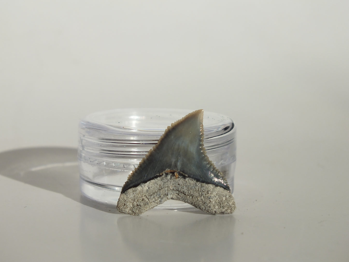 0.82" Dusky Shark Tooth (Lee Creek)