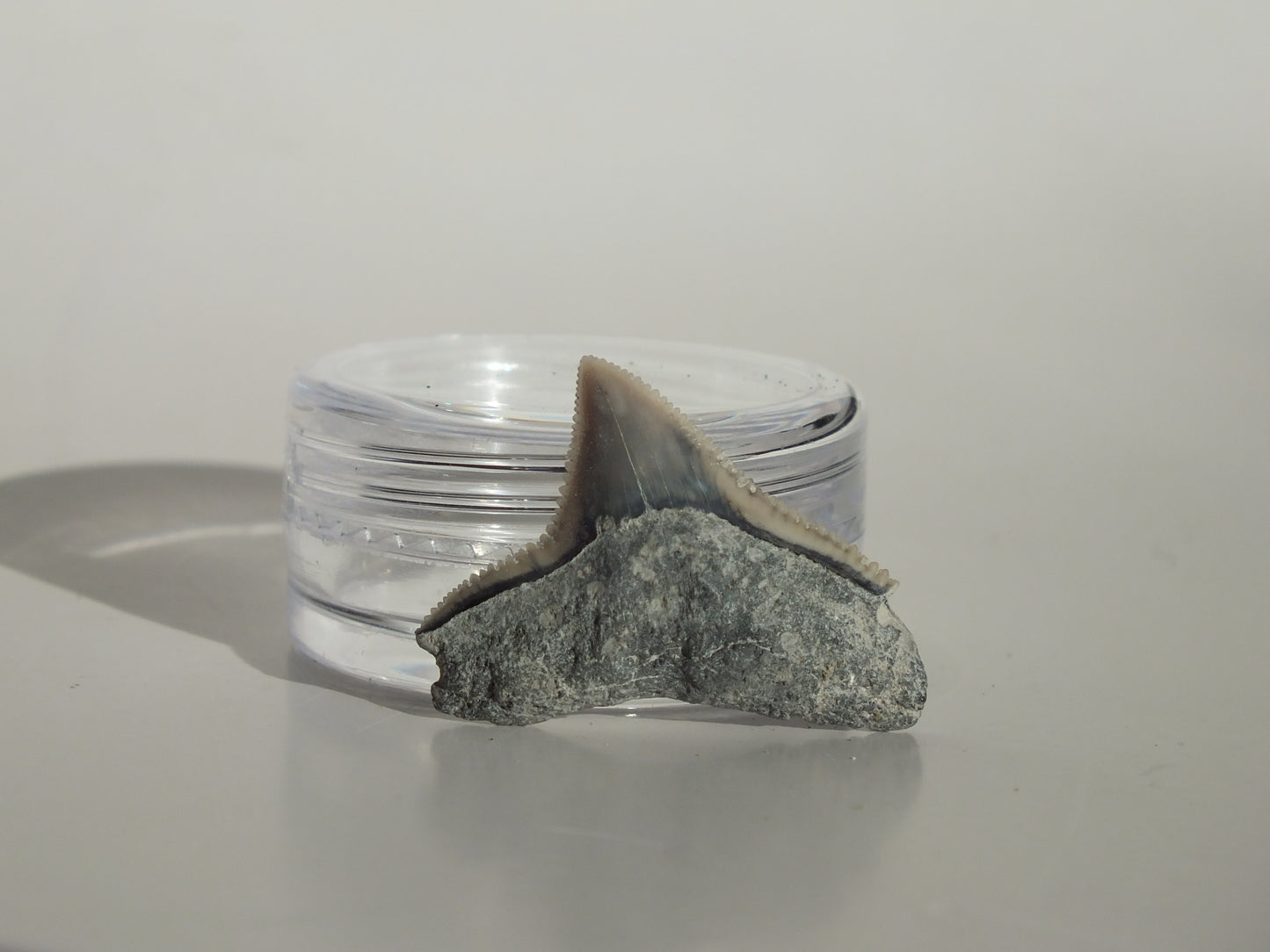 0.9" Dusky Shark Tooth (Lee Creek)