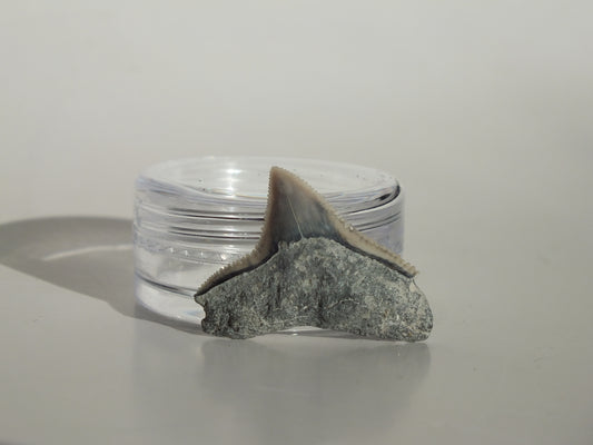 0.9" Dusky Shark Tooth (Lee Creek)