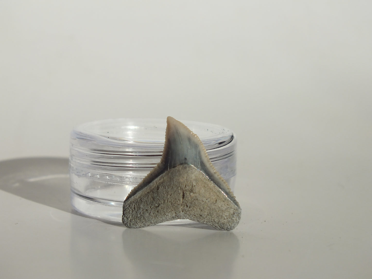 0.83" Dusky Shark Tooth (Lee Creek)
