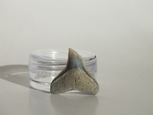 0.83" Dusky Shark Tooth (Lee Creek)