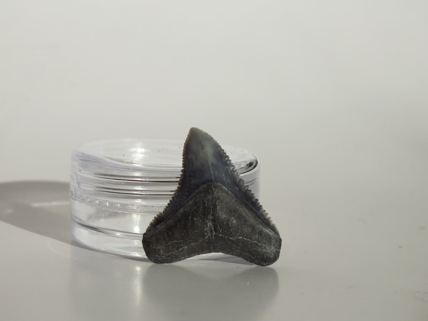 0.9" Dusky Shark Tooth (Lee Creek)