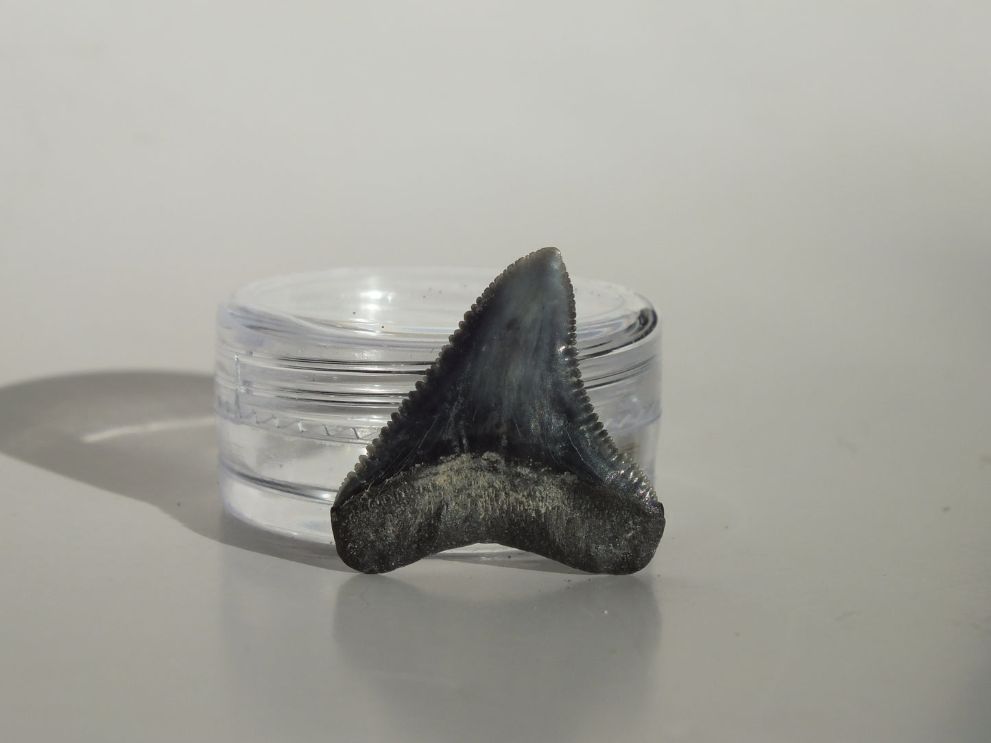 0.9" Dusky Shark Tooth (Lee Creek)