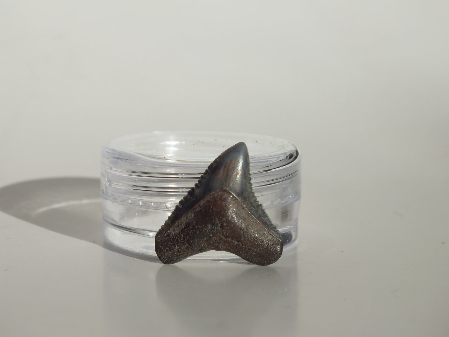 0.78" Dusky Shark Tooth (Lee Creek)