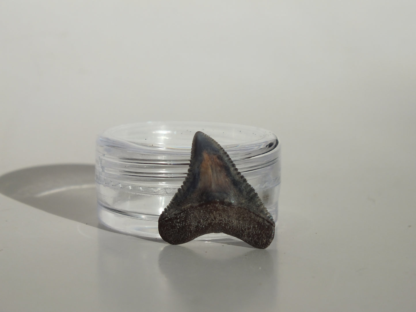 0.78" Dusky Shark Tooth (Lee Creek)