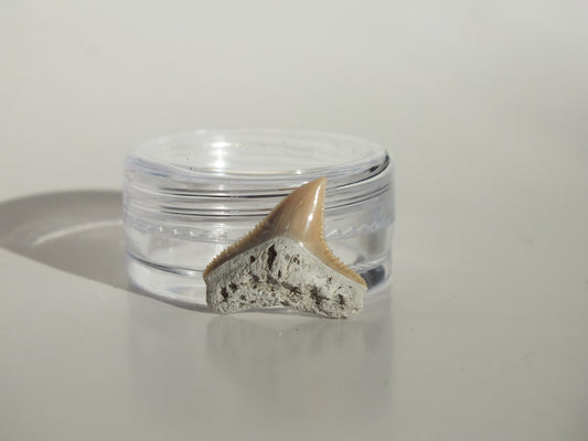 0.69" Dusky Shark Tooth (Lee Creek)