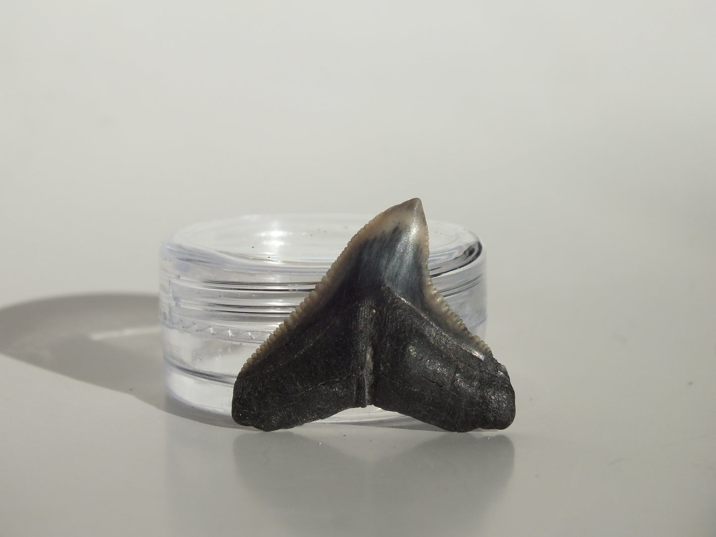 0.95" Dusky Shark Tooth (Lee Creek)