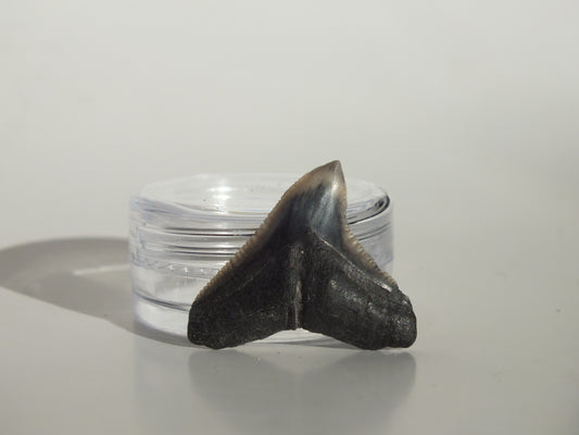 0.95" Dusky Shark Tooth (Lee Creek)
