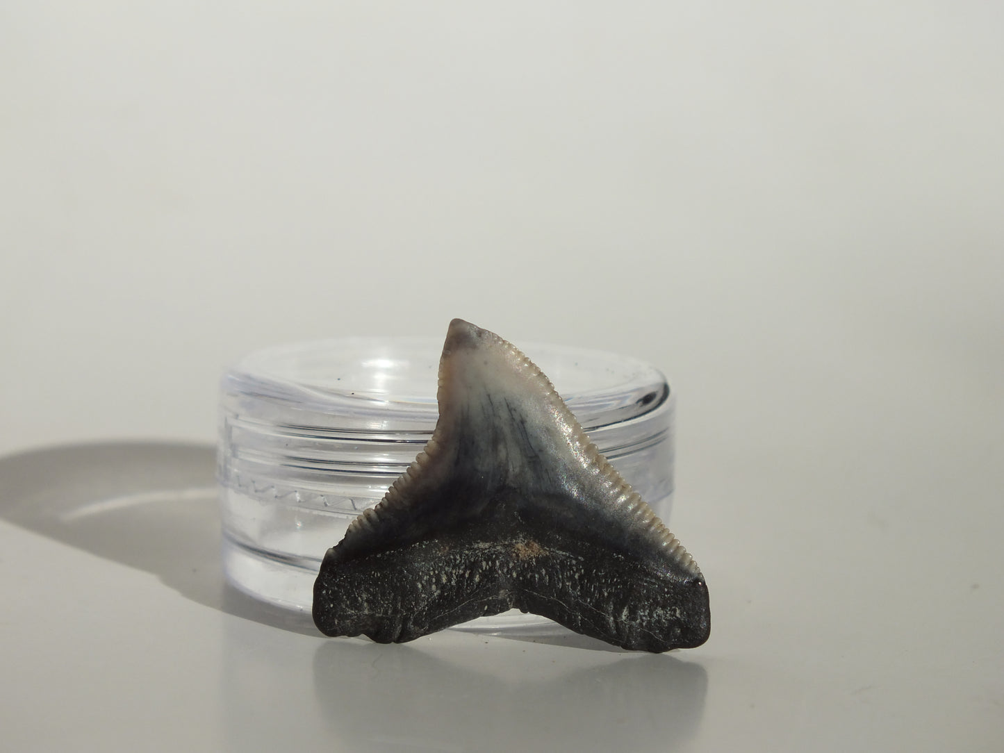 0.95" Dusky Shark Tooth (Lee Creek)