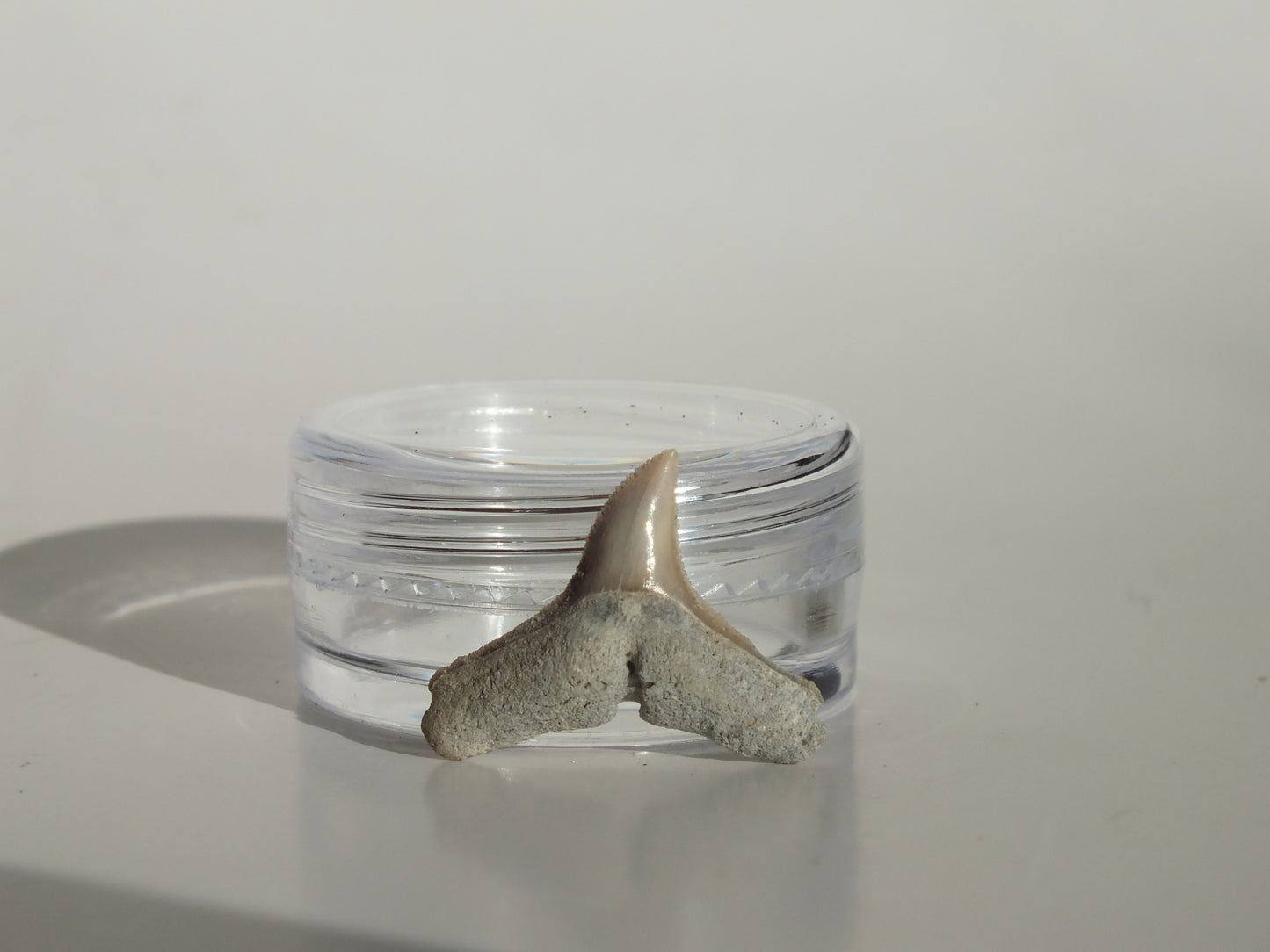 0.73" Dusky Shark Tooth (Lee Creek)