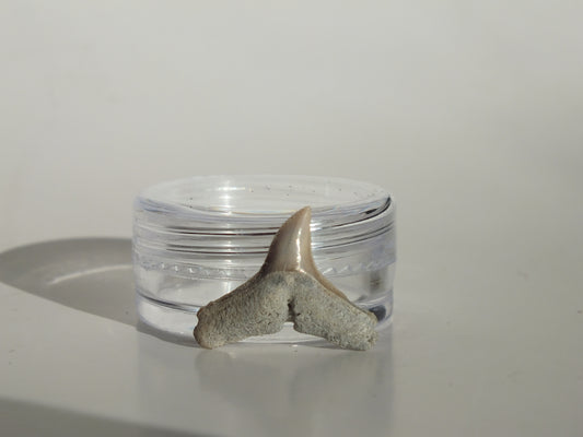 0.73" Dusky Shark Tooth (Lee Creek)