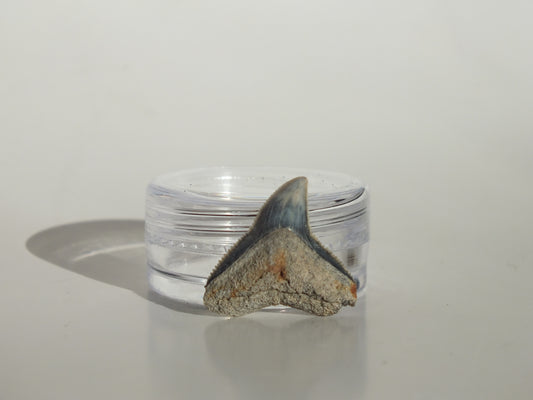 0.79" Dusky Shark Tooth (Lee Creek)