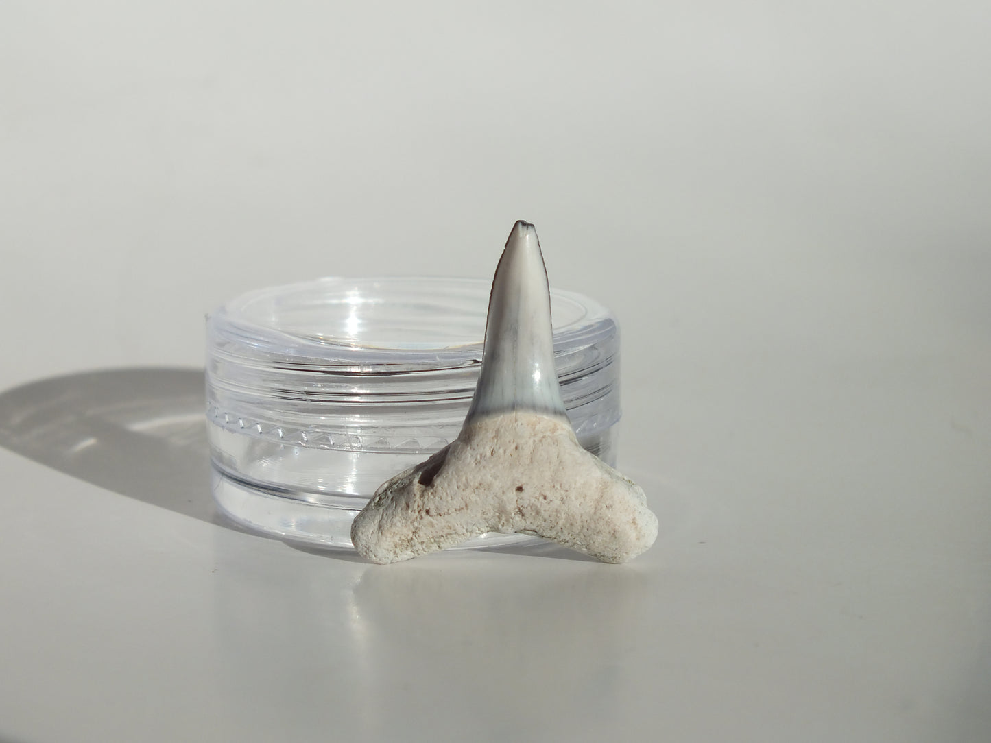 0.97" Fossil Lemon Shark Tooth (Bone Valley)