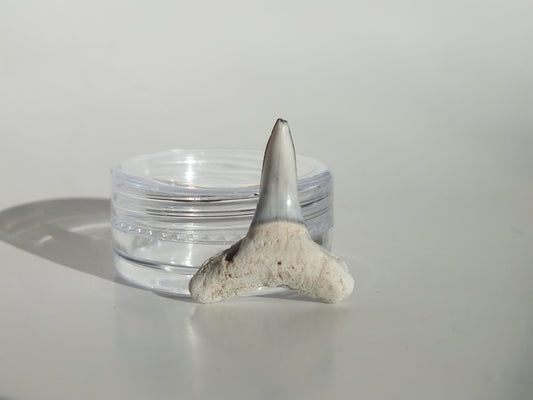 0.97" Fossil Lemon Shark Tooth (Bone Valley)