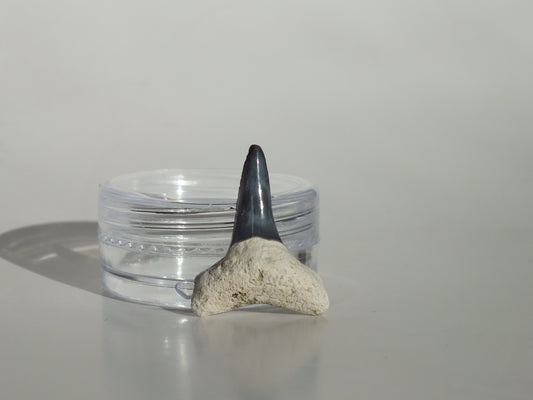 0.89" Fossil Lemon Shark Tooth (Bone Valley)