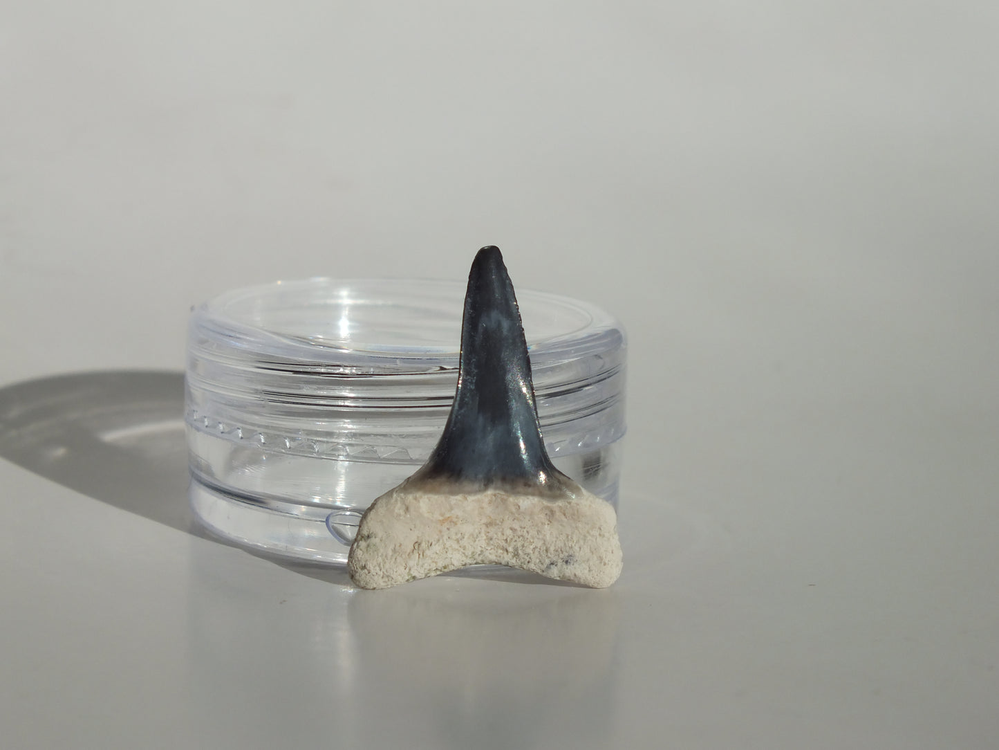 0.89" Fossil Lemon Shark Tooth (Bone Valley)