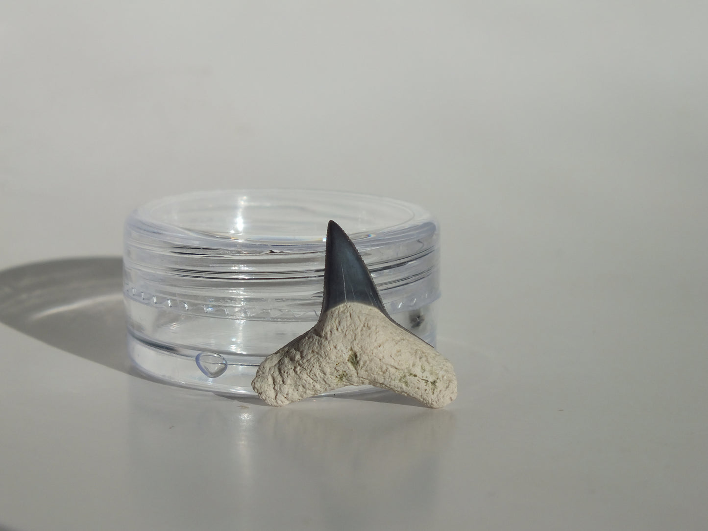 0.74" Fossil Lemon Shark Tooth (Bone Valley)