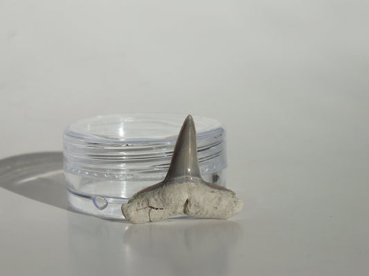 0.8" Fossil Lemon Shark Tooth (Bone Valley)