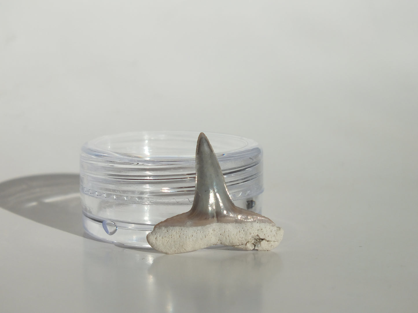 0.8" Fossil Lemon Shark Tooth (Bone Valley)