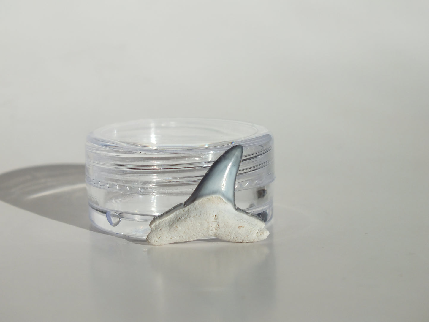 0.78" Fossil Lemon Shark Tooth (Bone Valley)