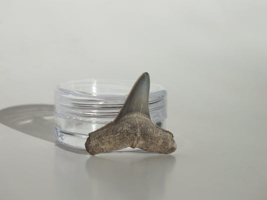 0.97" Fossil Lemon Shark Tooth (Bone Valley)