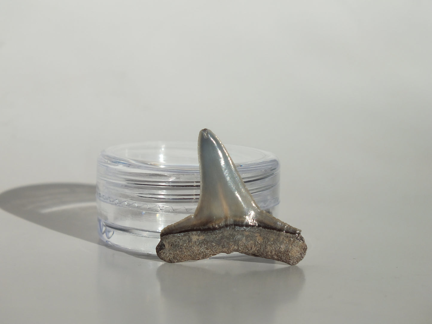 0.97" Fossil Lemon Shark Tooth (Bone Valley)