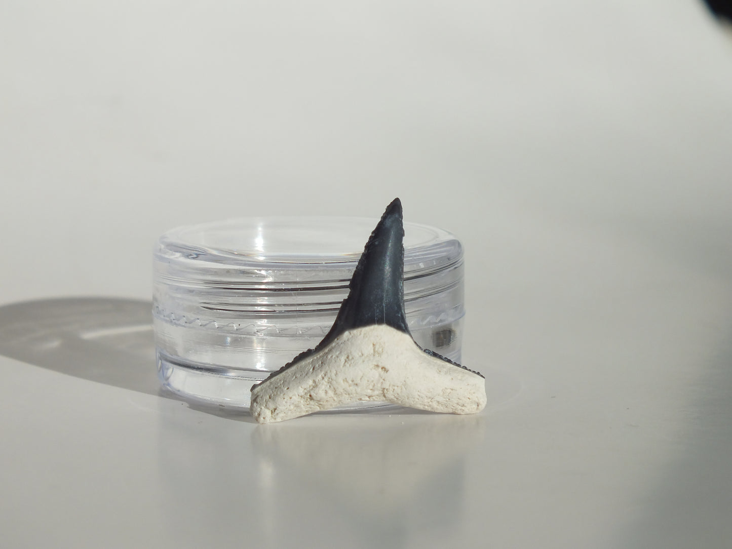 0.92"Fossil Lemon Shark Tooth (Bone Valley)