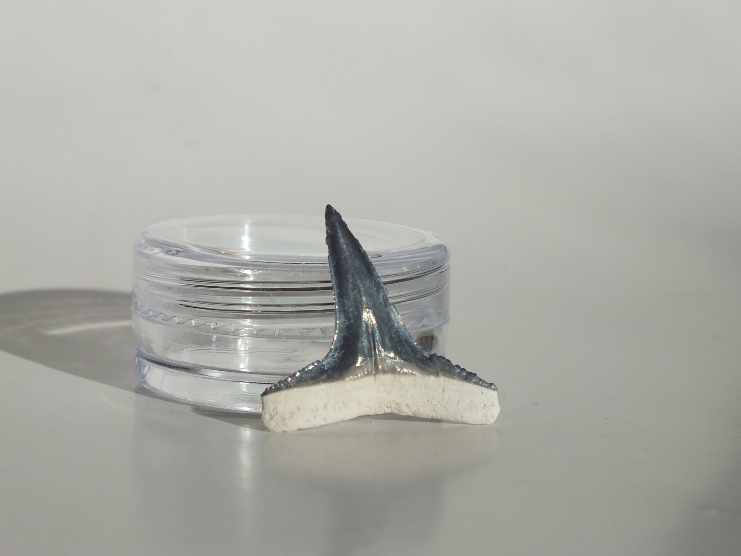 0.92"Fossil Lemon Shark Tooth (Bone Valley)