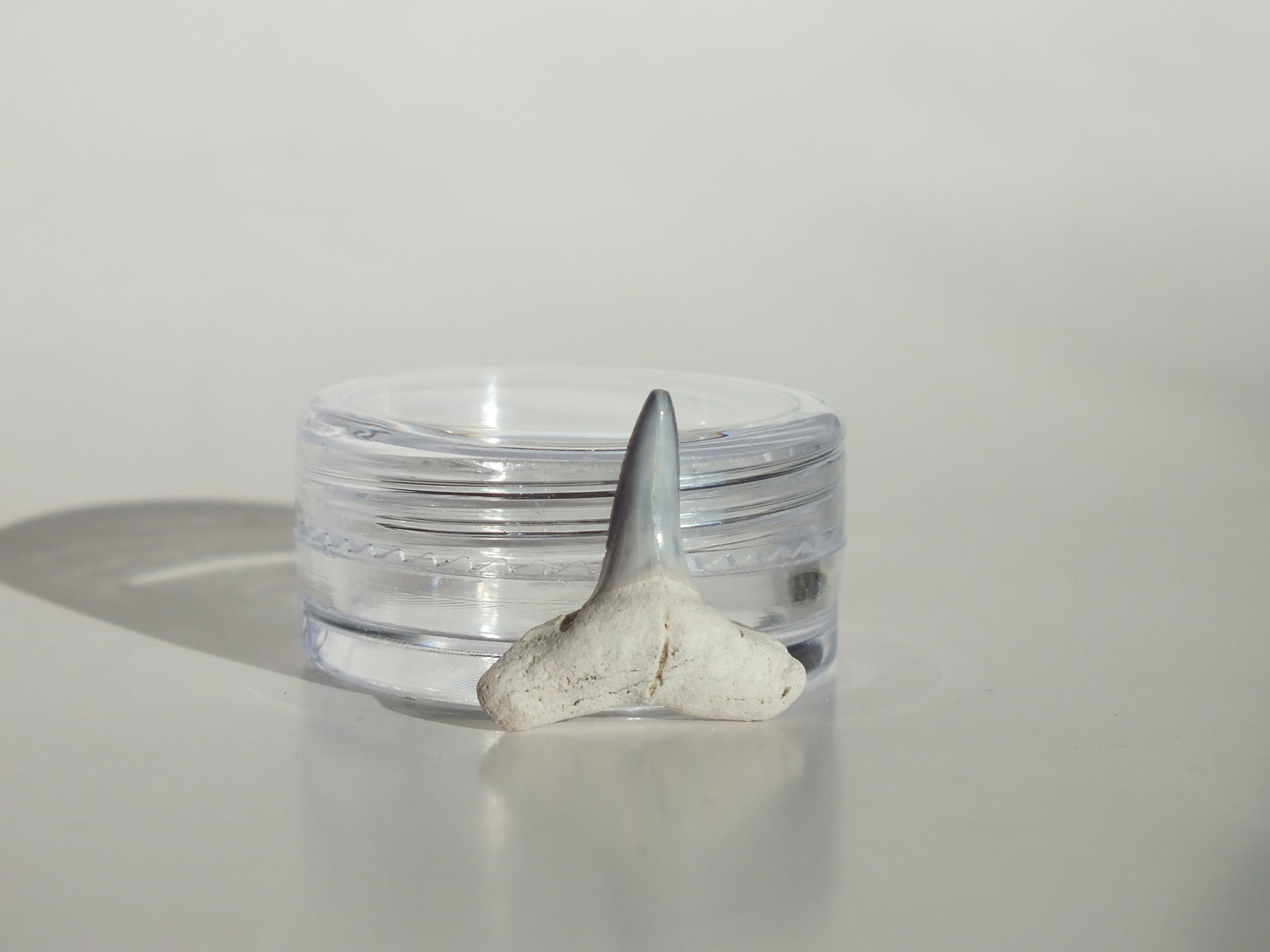 0.73" Fossil Lemon Shark Tooth (Bone Valley)