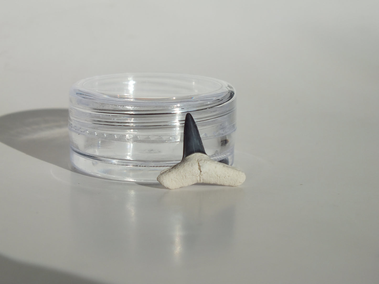 0.56"Fossil Lemon Shark Tooth (Bone Valley)