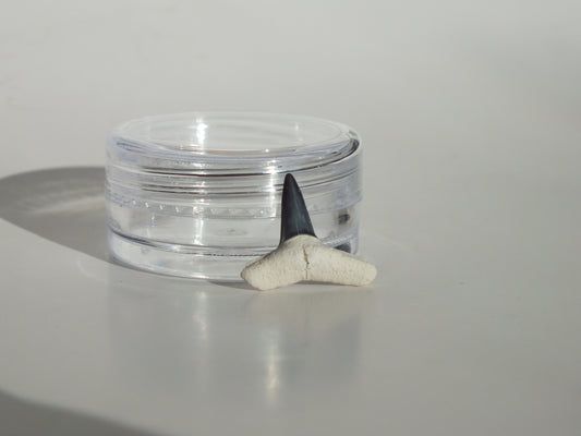 0.56"Fossil Lemon Shark Tooth (Bone Valley)