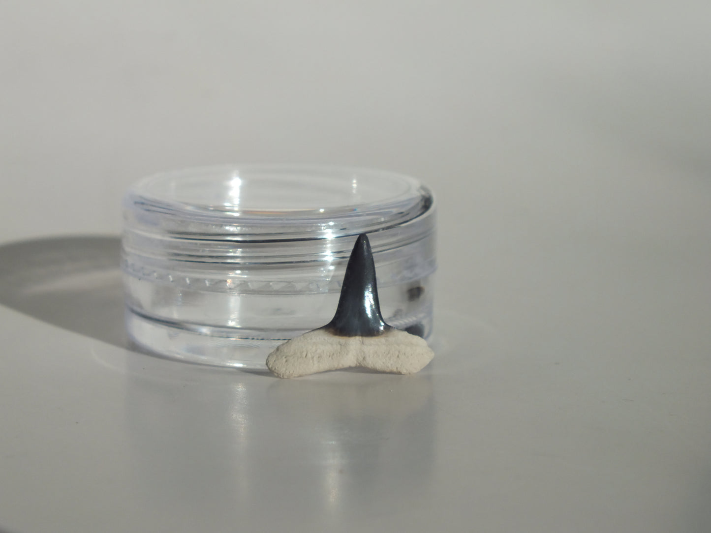 0.56"Fossil Lemon Shark Tooth (Bone Valley)