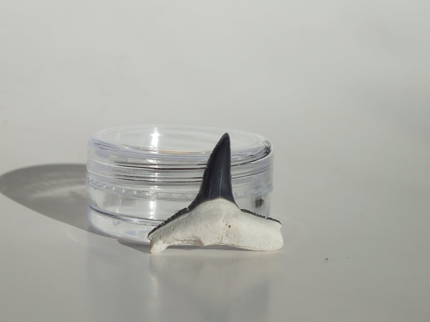 0.85" Fossil Lemon Shark Tooth (Bone Valley)