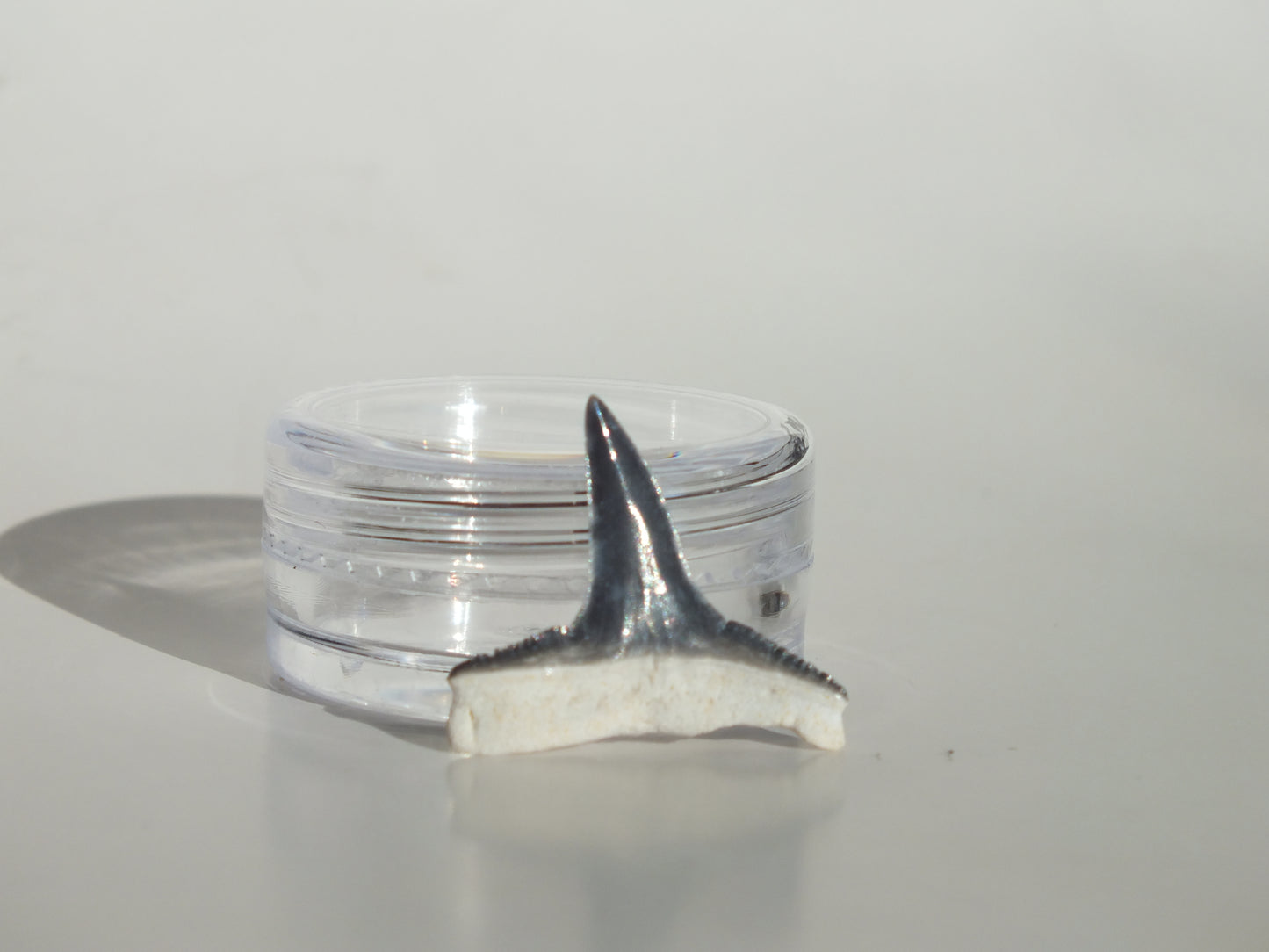 0.85" Fossil Lemon Shark Tooth (Bone Valley)