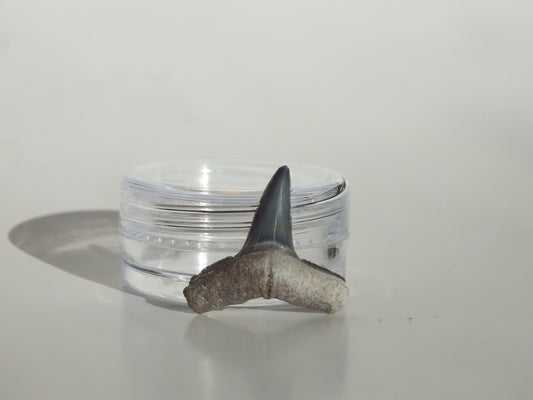 0.81" Fossil Lemon Shark Tooth (Bone Valley)