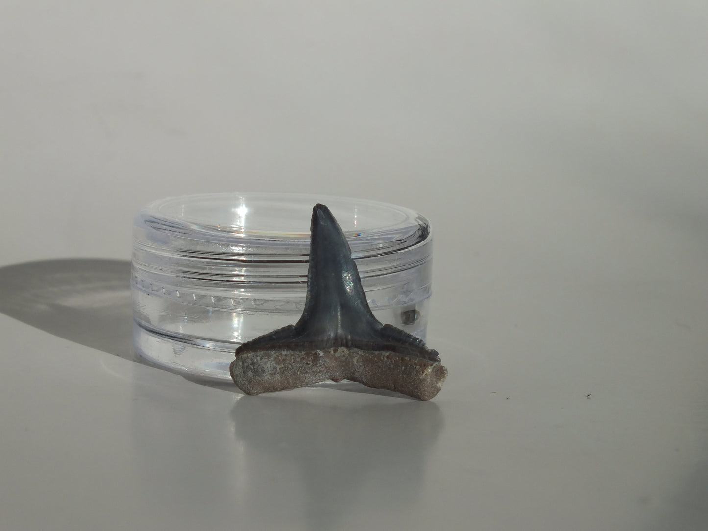 0.81" Fossil Lemon Shark Tooth (Bone Valley)