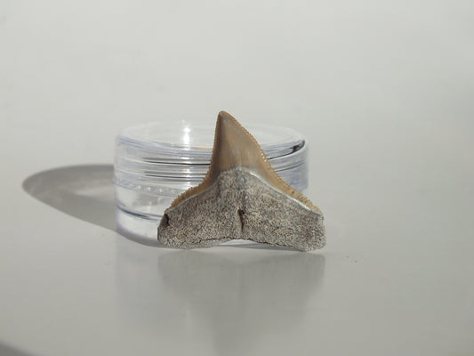 0.94" Bull Shark Tooth (Bone Valley)