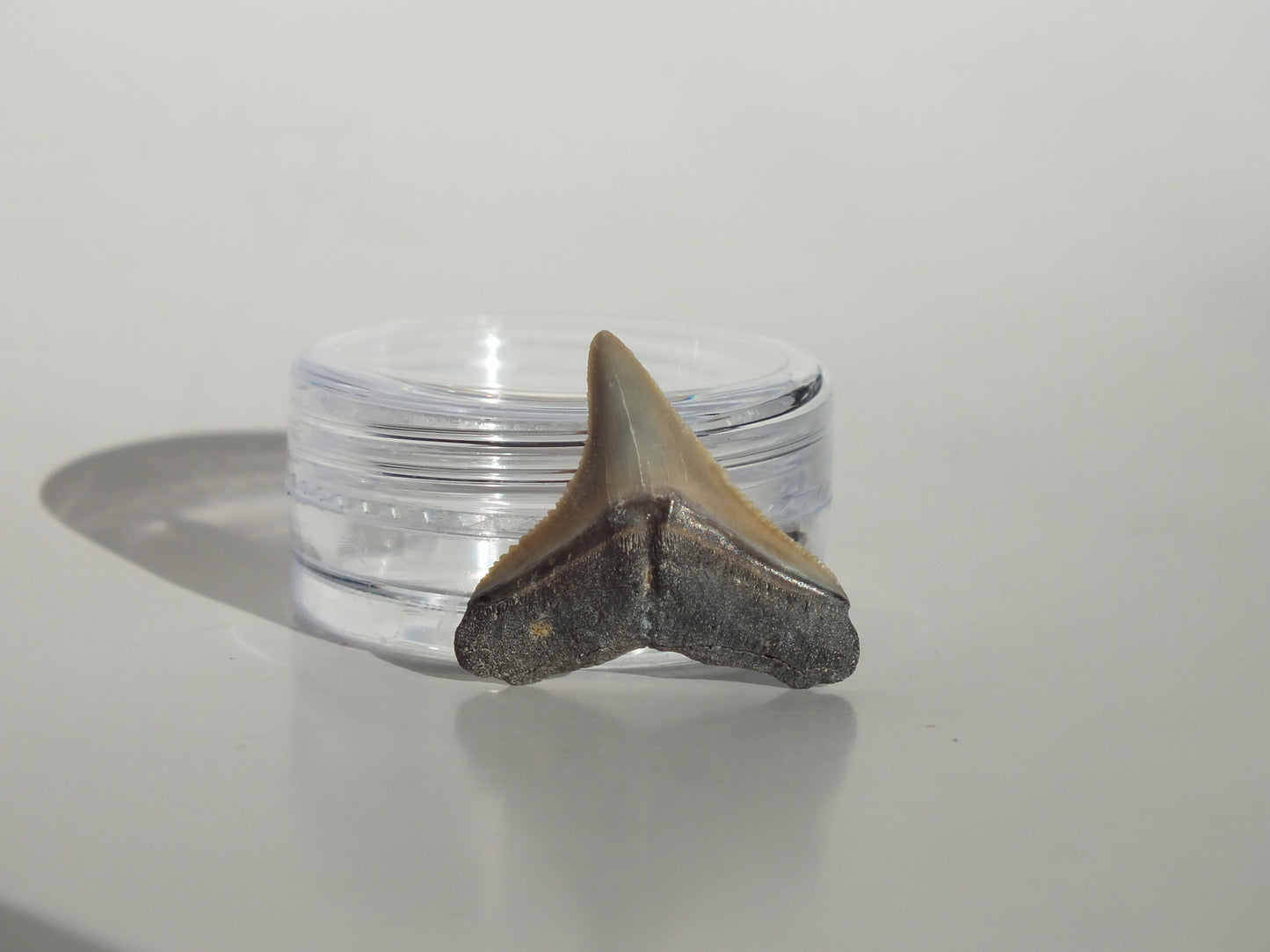 0.85" Bull Shark Tooth (Bone Valley)