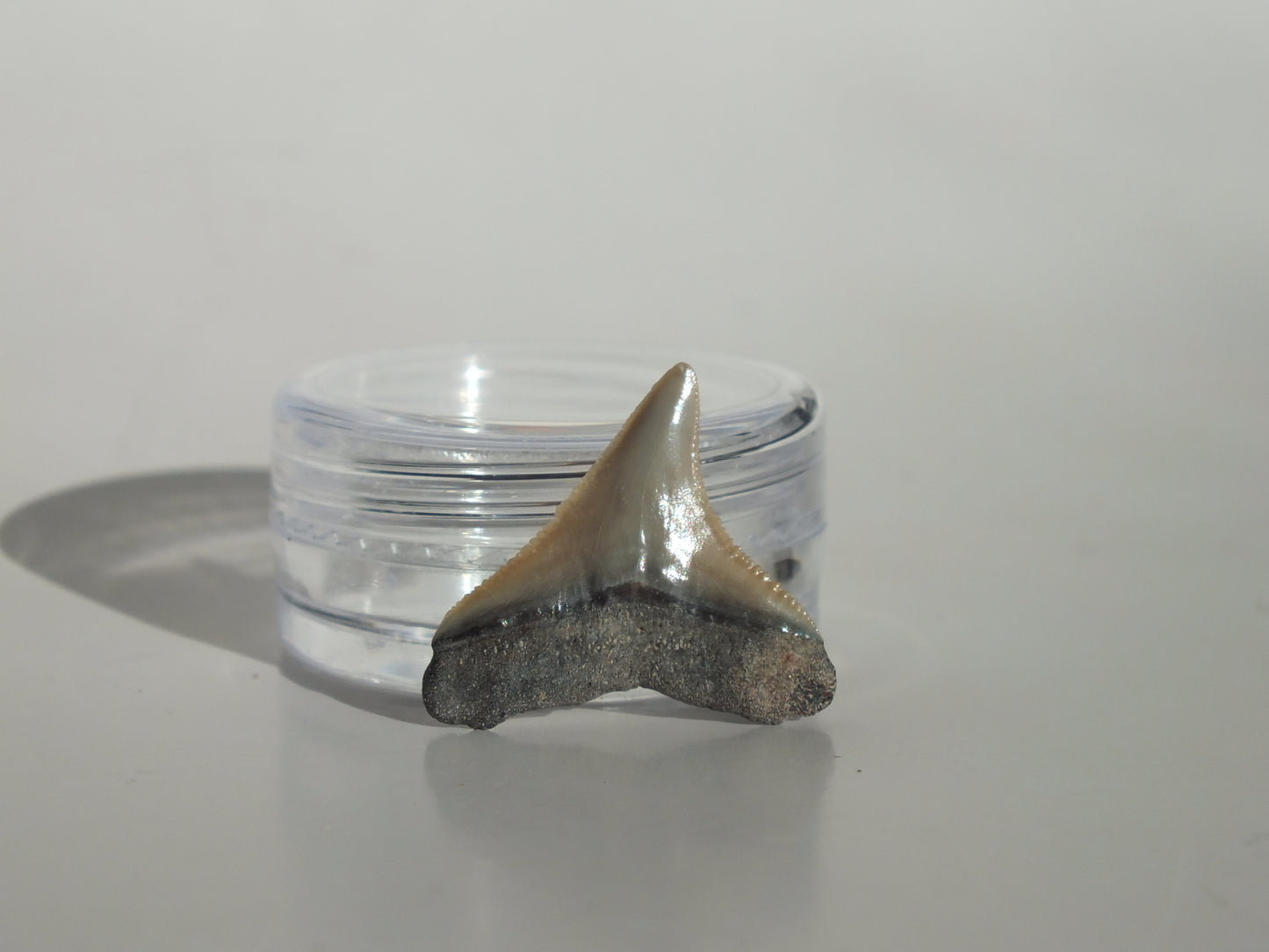 0.85" Bull Shark Tooth (Bone Valley)