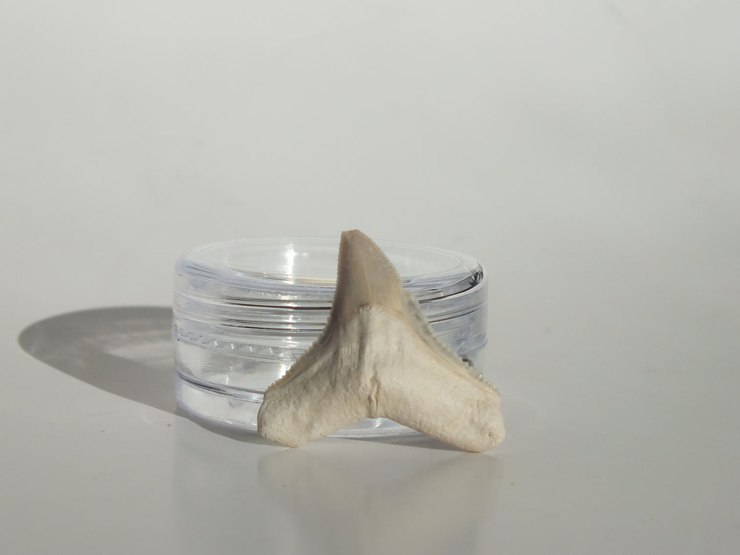 0.92" Bull Shark Tooth (Bone Valley)