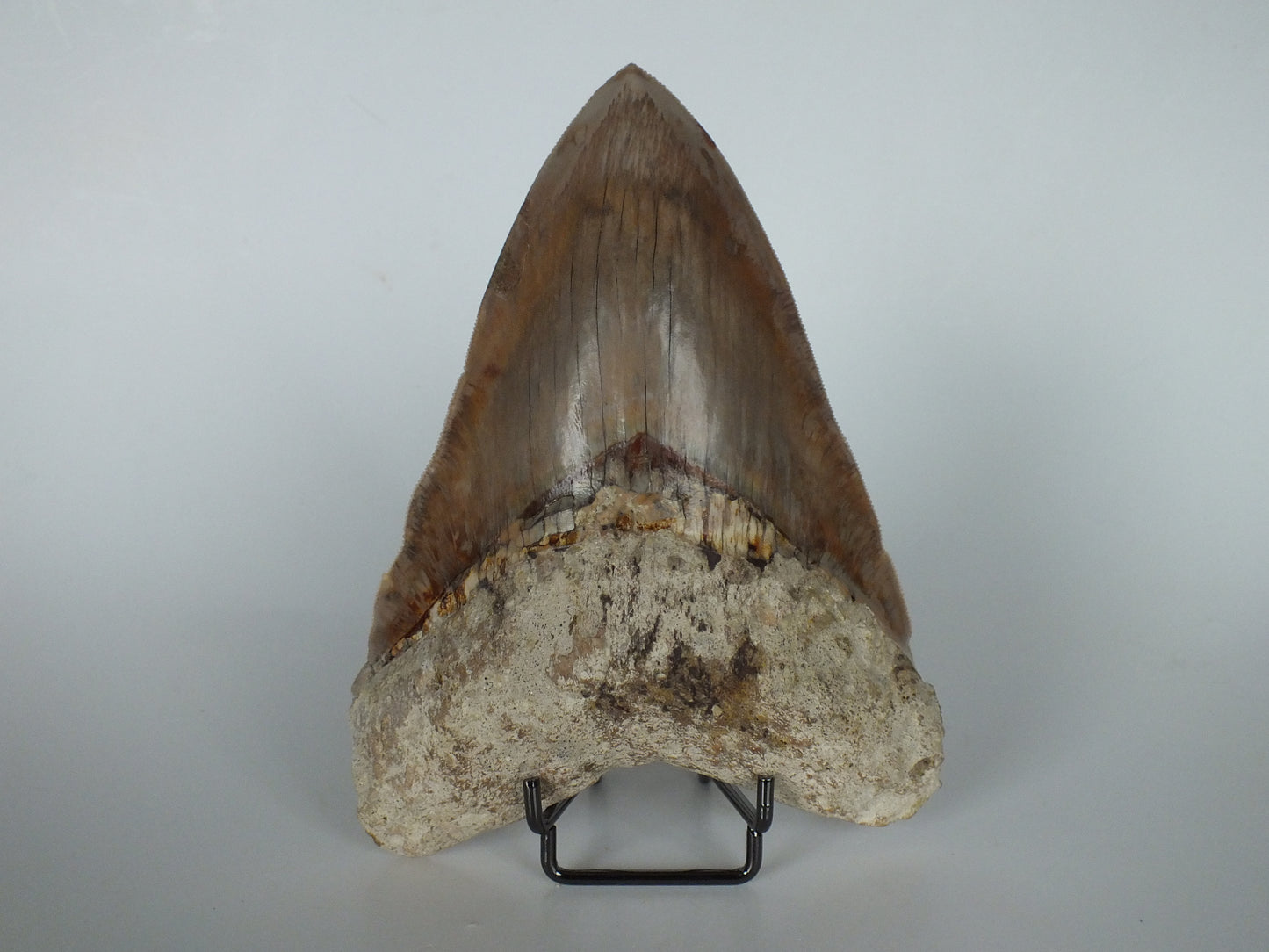 6.12" Megalodon Tooth (Indonesia)