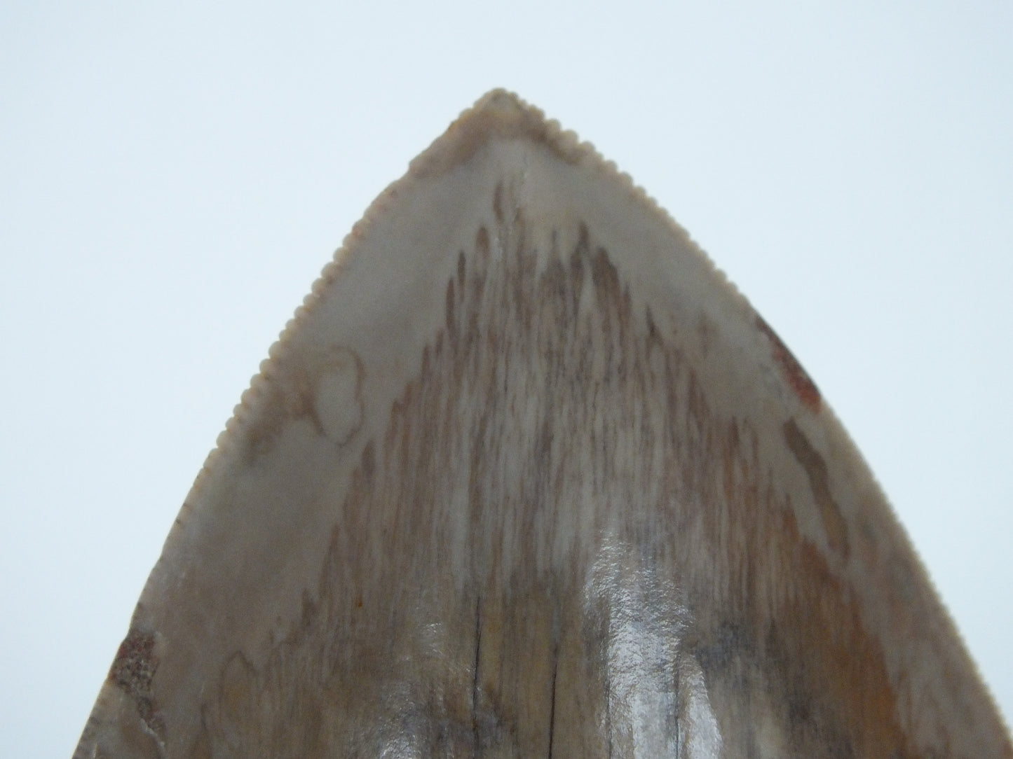 6.12" Megalodon Tooth (Indonesia)