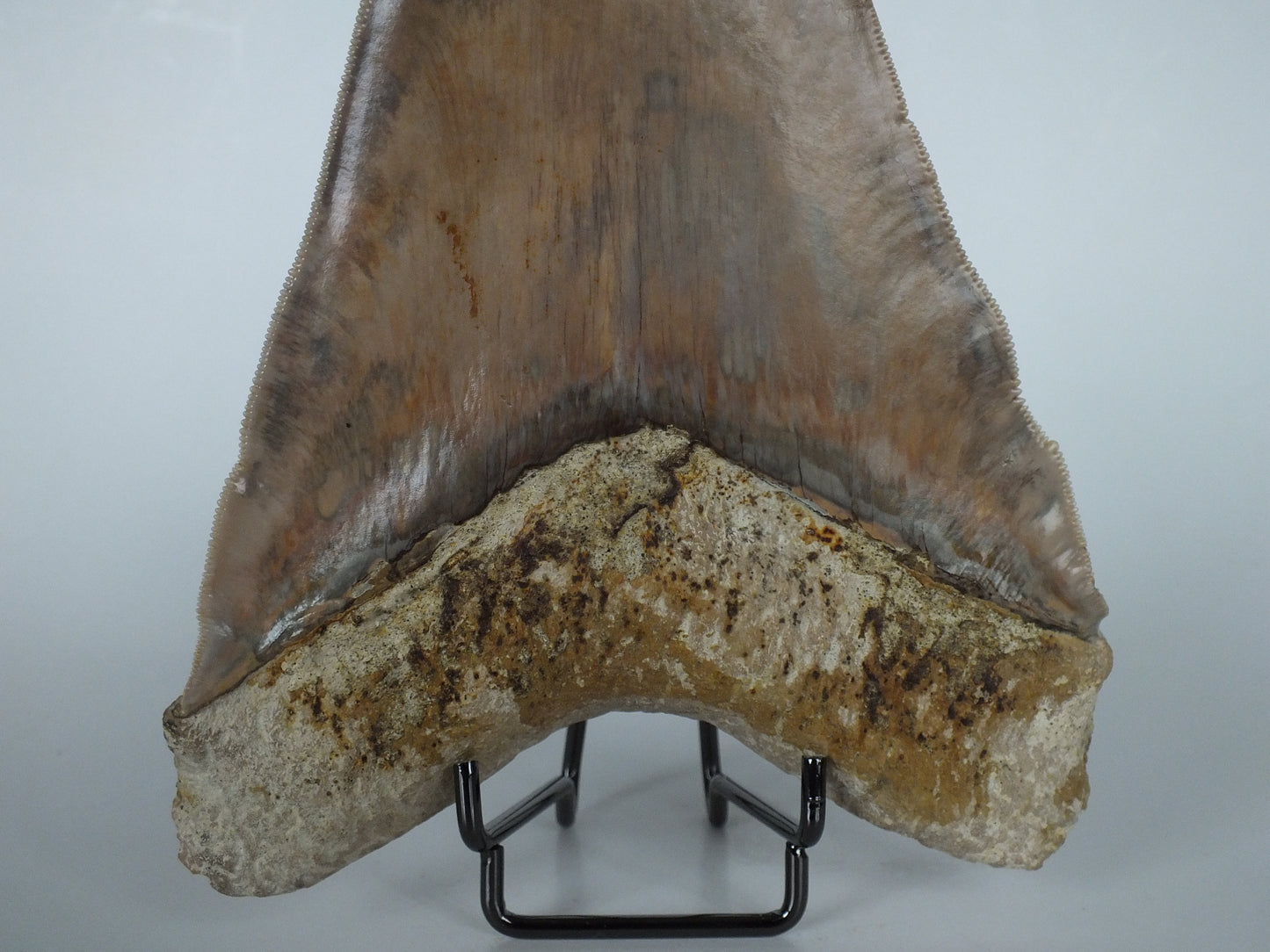 6.12" Megalodon Tooth (Indonesia)
