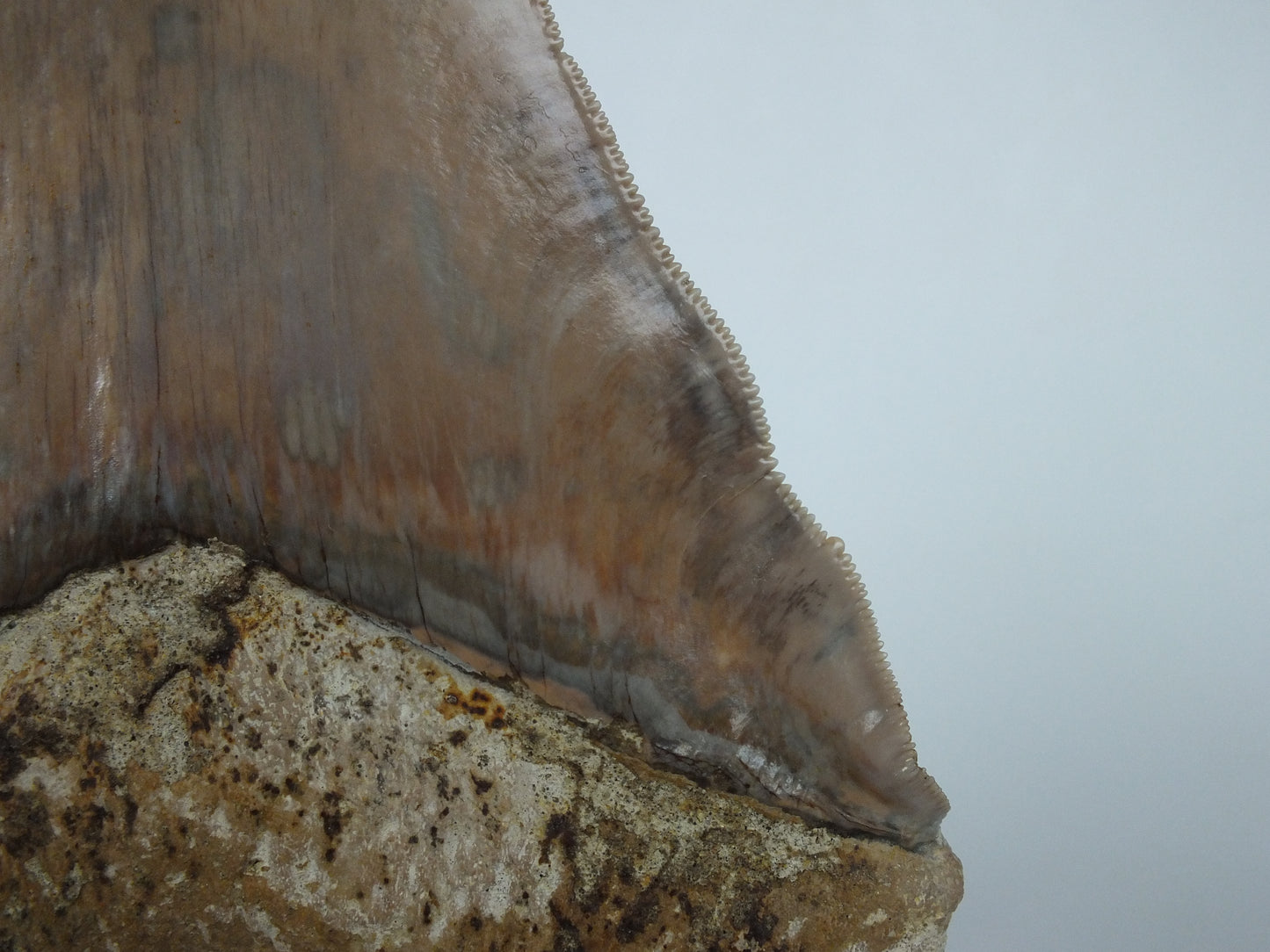 6.12" Megalodon Tooth (Indonesia)
