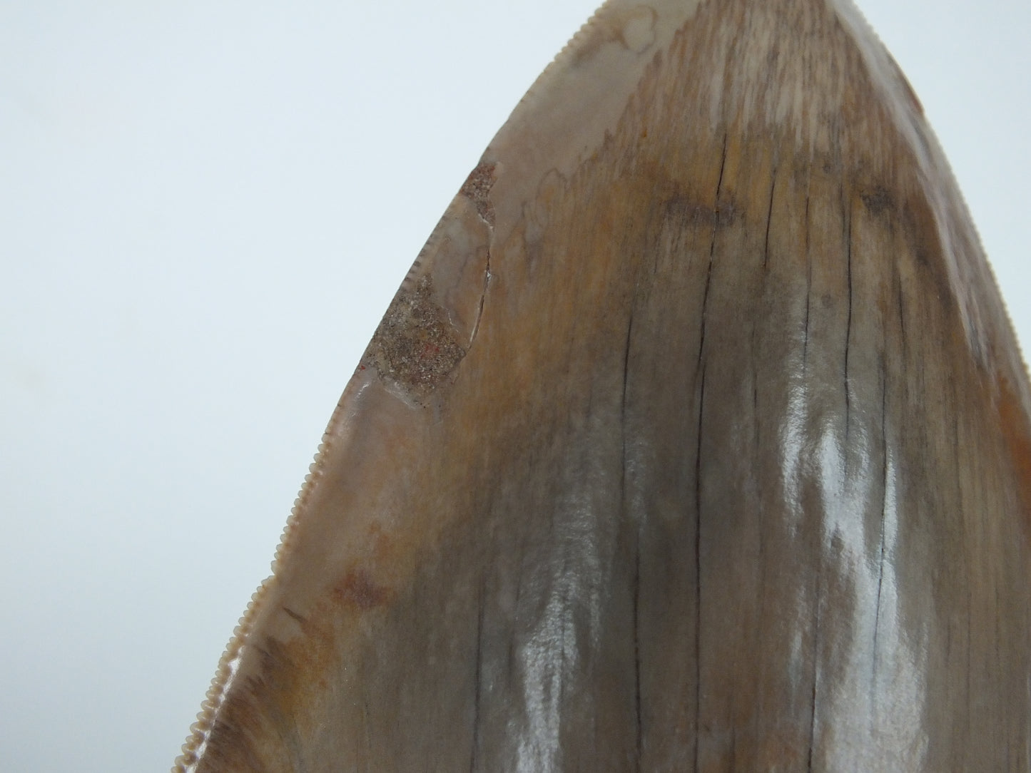 6.12" Megalodon Tooth (Indonesia)