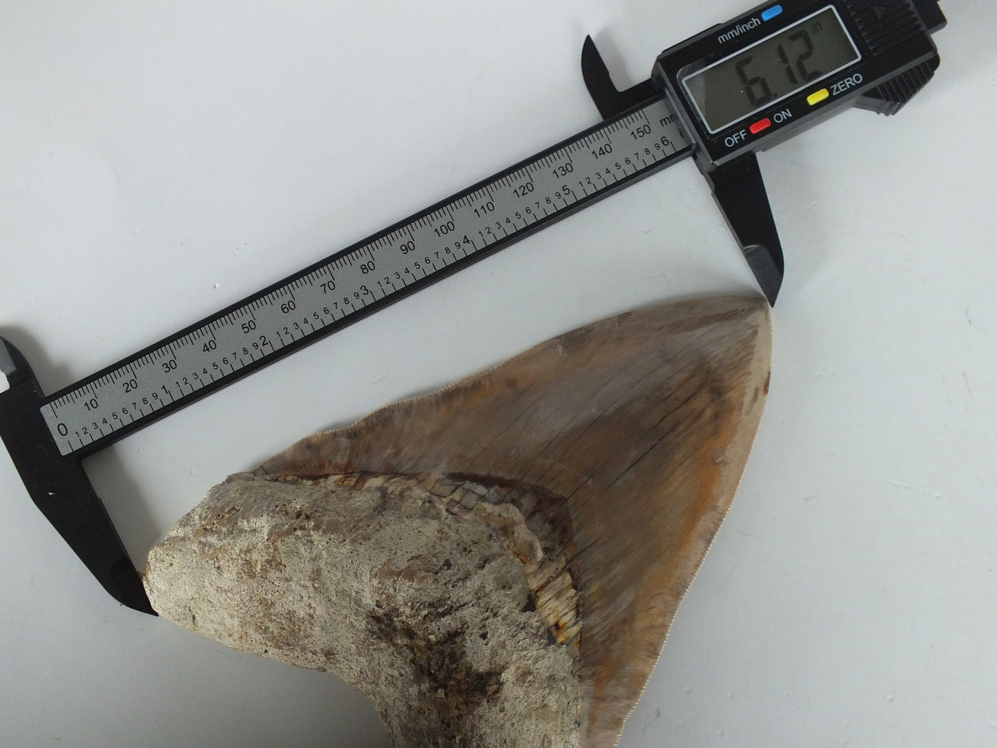 6.12" Megalodon Tooth (Indonesia)